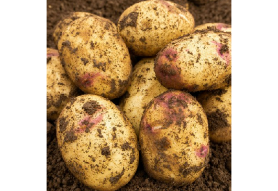 Kestrel Seed Potatoes (Second Early - 1 kg)